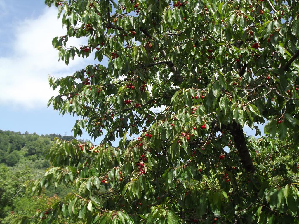 Agriturismo Brasino Fosdinovo Rum bild