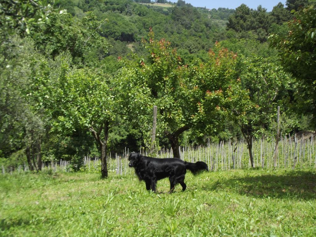 Agriturismo Brasino Fosdinovo Rum bild